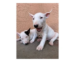 Bull Terriers for sale - 9