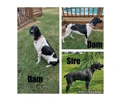 AKC reg German Shorthaired Puppies for sale - 2