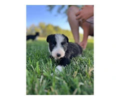 Cute and friendly Idaho shag puppies - 4