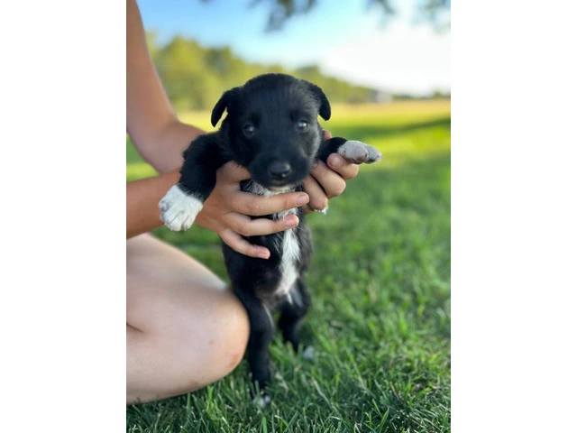 Cute and friendly Idaho shag puppies - 5/8