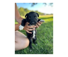 Cute and friendly Idaho shag puppies - 5