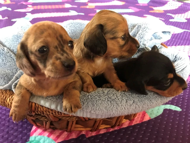 AKC Mini Dachshund Puppies - Family Raised - 1/16