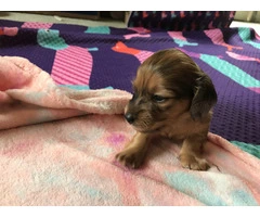 AKC Mini Dachshund Puppies - Family Raised - 3