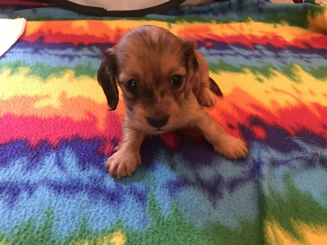 AKC Mini Dachshund Puppies - Family Raised - 5/16