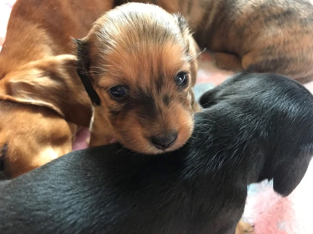 AKC Mini Dachshund Puppies - Family Raised - 6/16