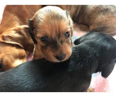 AKC Mini Dachshund Puppies - Family Raised - 6