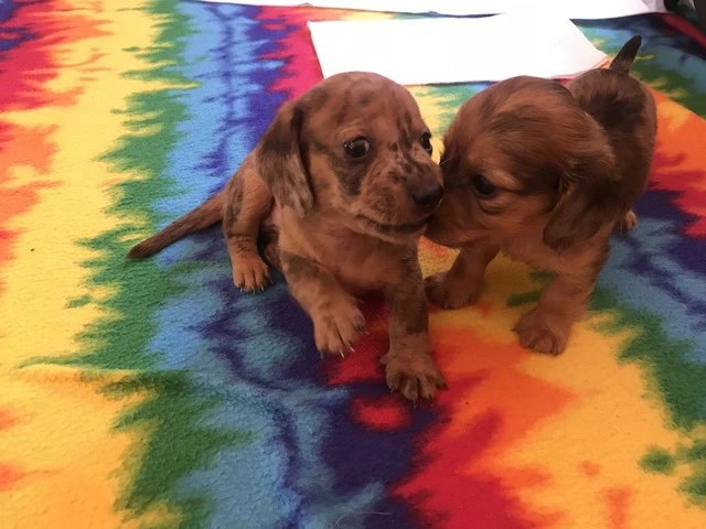 AKC Mini Dachshund Puppies - Family Raised - 7/16