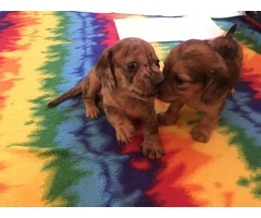 AKC Mini Dachshund Puppies - Family Raised - 7