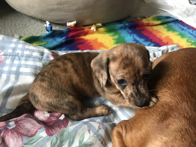 AKC Mini Dachshund Puppies - Family Raised - 8/16
