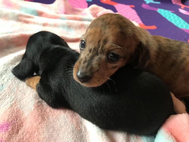 AKC Mini Dachshund Puppies - Family Raised - 10/16