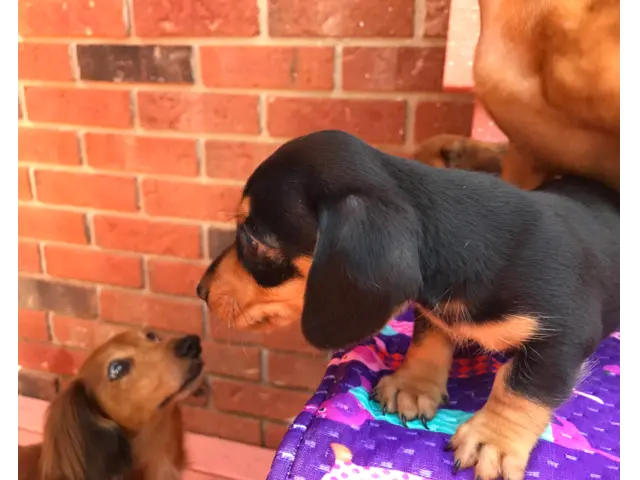 AKC Mini Dachshund Puppies - Family Raised - 12/16