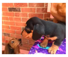 AKC Mini Dachshund Puppies - Family Raised - 12