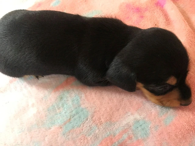 AKC Mini Dachshund Puppies - Family Raised - 16/16
