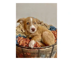 Meet Milo: A 12-Week-Old Toy Aussie puppy in Need of a Loving Home - 4