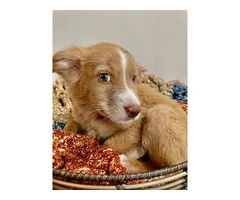 Meet Milo: A 12-Week-Old Toy Aussie puppy in Need of a Loving Home - 5
