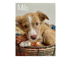Meet Milo: A 12-Week-Old Toy Aussie puppy in Need of a Loving Home - 6