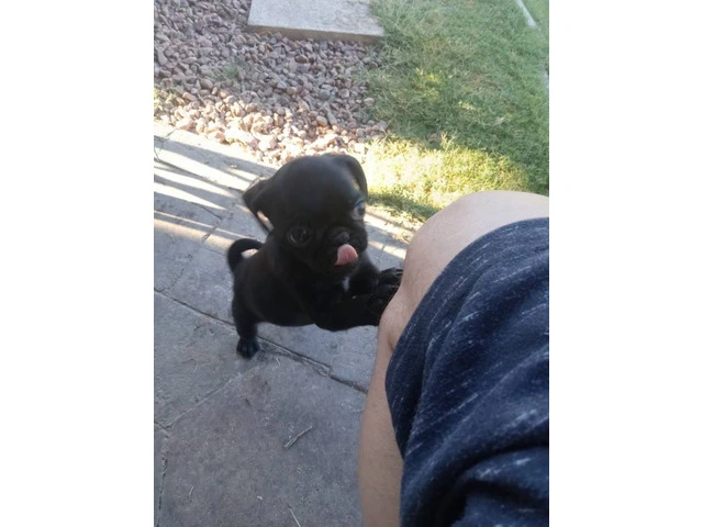 2 girls Pug available - 1/4