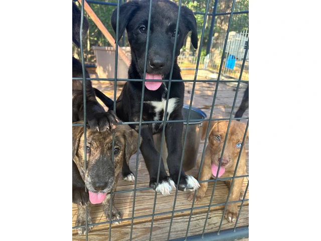 5 puppies need home very cheap - 1/8