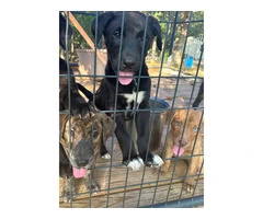 5 puppies need home very cheap - 1