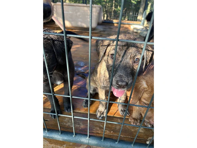 5 puppies need home very cheap - 4/8
