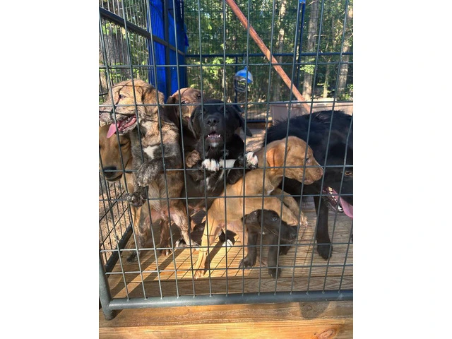 5 puppies need home very cheap - 6/8