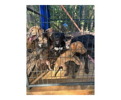 5 puppies need home very cheap - 6