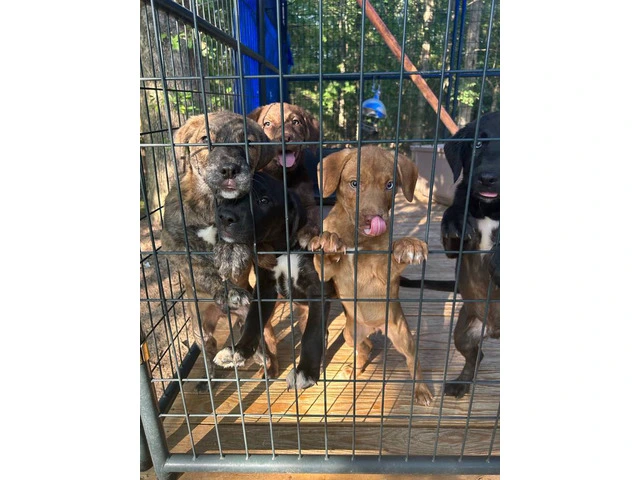 5 puppies need home very cheap - 7/8