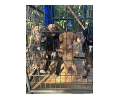 5 puppies need home very cheap - 7