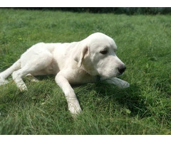 1.5 yr old friendly Pyrenees