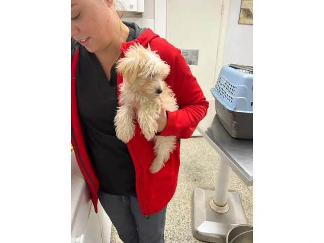 Yorkshire/Poodle crossed puppies - 3/13