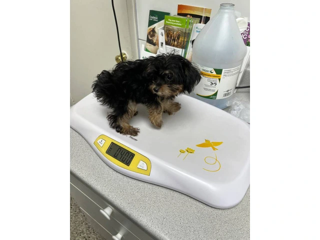Yorkshire/Poodle crossed puppies - 9/13