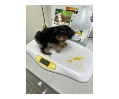 Yorkshire/Poodle crossed puppies - 9