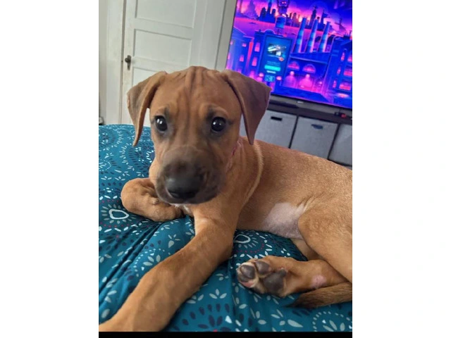3 month old female black mouth cur mix - 1/4
