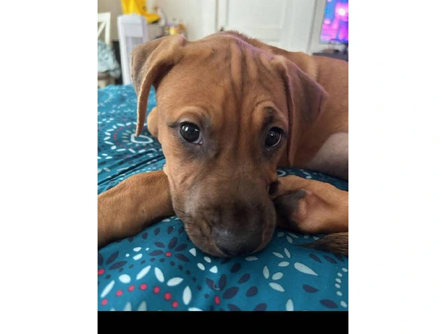 3 month old female black mouth cur mix - 2/4