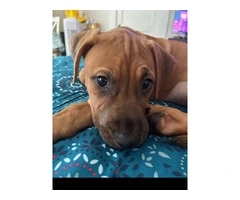 3 month old female black mouth cur mix - 2