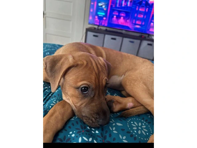 3 month old female black mouth cur mix - 3/4