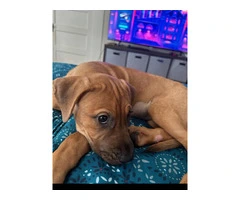 3 month old female black mouth cur mix - 3