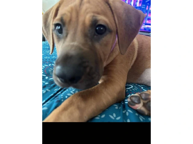 3 month old female black mouth cur mix - 4/4