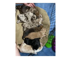 5 puppies available - 2