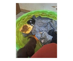 Chiweenie puppies 9 weeks