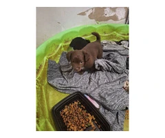 Chiweenie puppies 9 weeks - 3