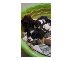 Chiweenie puppies 9 weeks - 4