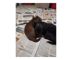 Chiweenie puppies 9 weeks - 6