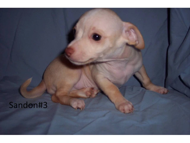 Chihuahua/Greyhound puppies - 1/6