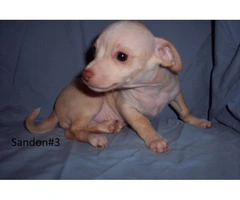 Chihuahua/Greyhound puppies
