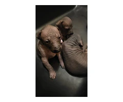 3 Pure Bred Xolo Mexican Hairless pups - 3