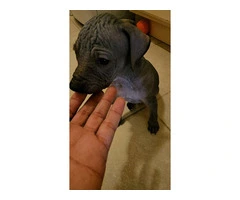 3 Pure Bred Xolo Mexican Hairless pups - 4