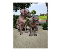 3 Pure Bred Xolo Mexican Hairless pups - 5