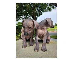 3 Pure Bred Xolo Mexican Hairless pups - 6