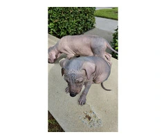 3 Pure Bred Xolo Mexican Hairless pups - 8